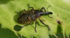 Zhuk weevil: описание, видове и начин на живот