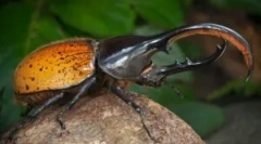Beetle hercules: описание и начин на живот