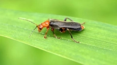 Изход на пяна beetle