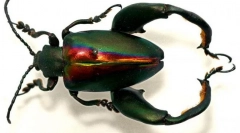 Beetle жаба