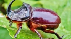 Beetle rhino: описание и начин на живот