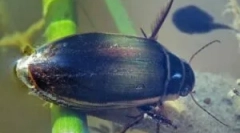 Beetle flooney: описание и начин на живот