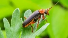 Fireman beetle: описание и начин на живот