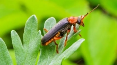 Fireman beetle