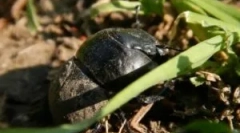 Zhka поток: описание и начин на живот