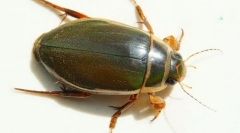 Beetle-версия