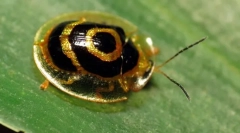 Beetle - златна костенурка