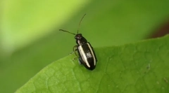 Бръмбари или трудни