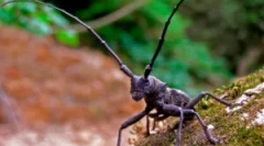 Beetles usachi: видове и щети