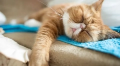 Зимни хиберни котки