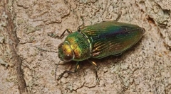 Златен златен