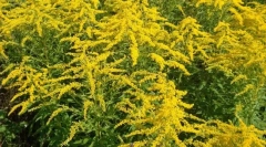 Златен канадски