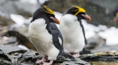 Голотоппинс пингвин