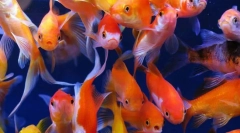 Златна рибка (carassius auratus)