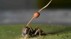 Зомби гъба се оказа много по-опасна, отколкото учените вярвали