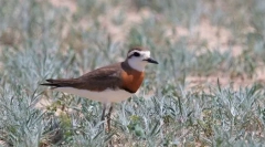 Зука каспиан